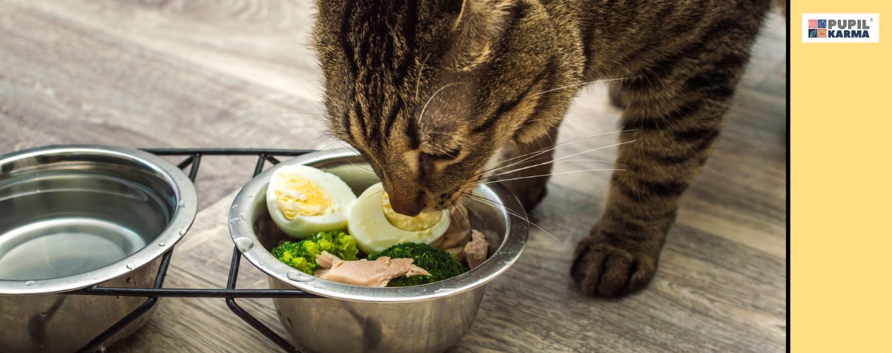 Czy gotowane mięso jest lepsze. Szary kot je z metalowej miski, w której są kawałki gotowanego mięsa, jajko i warzywa. W drugiej misce jest woda. Po prawej żółty pas i logo pupilkarma.